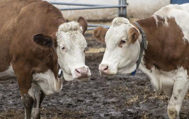 Çiftçi sütten para kazanınca üretim de işleme tesisleri de arttı