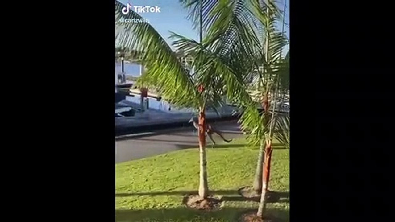 Una colección de los mejores vídeos de tiktok! Parte 2