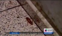 Alerta de insectos peligrosos