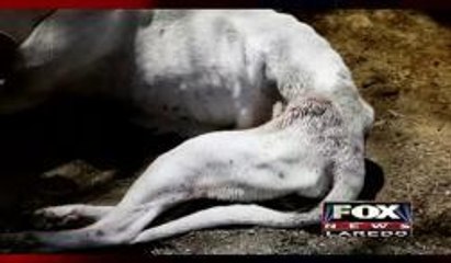 Arrested For Animal Cruelty And Assault