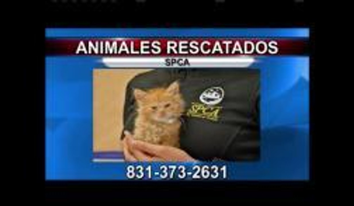 SPCA rescata 70 mascotas
