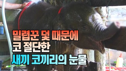 [세상만사] 밀렵꾼 덫 때문에 코 절단한 새끼 코끼리 / YTN