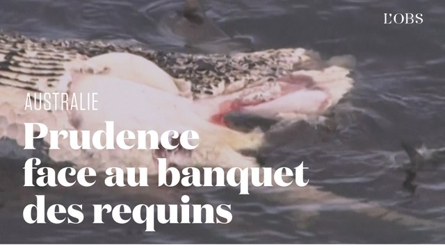 Des requins dévorent une carcasse de baleine sur les côtes australiennes