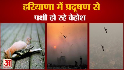 Bird Infected Air Pollution In Haryana| पक्षियों के सेहत पर पड़ रहा प्रदूषण का असर, हो रहे हैं बेहोश