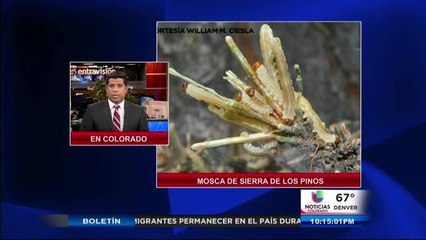 Mosca de sierra de los pinos