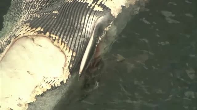 Alrededor de 30 tiburones devoran una ballena muerta en Australia