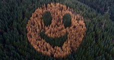 Ces sapins qui jaunissent pendant l'automne forment un smiley géant dans cette forêt de l'Oregon