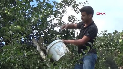 GAZİANTEP'TE ELMA HASADI SÜRÜYOR