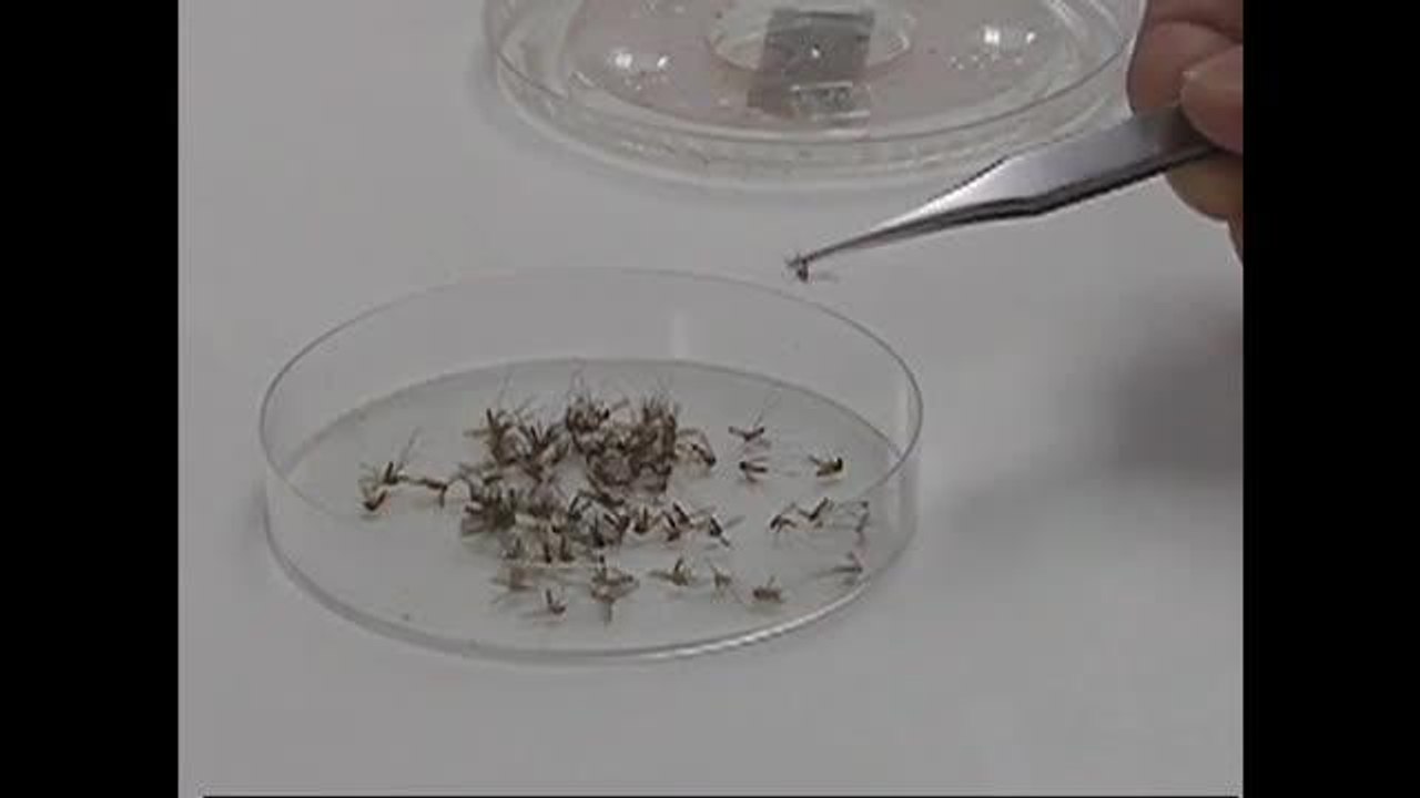 Primer caso del virus del Nilo en el condado de Washoe