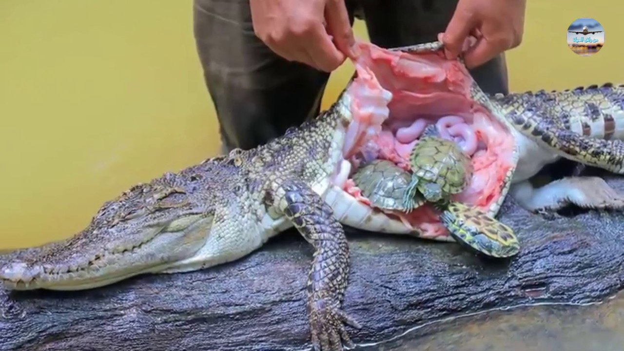 تمساح يبتلع كمية كبيرة من السلاحف ويتم إخراجهما أحياء من معدته / A crocodile swallows a large amount of turtles and they are excreted alive from its stomach