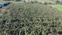 Sinop'ta 22 dönüm arazi üzerinde kivi hasadı