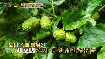 염증 타파! 항염 작용에 도움 주는 ❛노니❜ TV CHOSUN 211116 방송