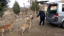 Aksaray'da eşeği köpeklerin saldırısından böyle kurtardı
