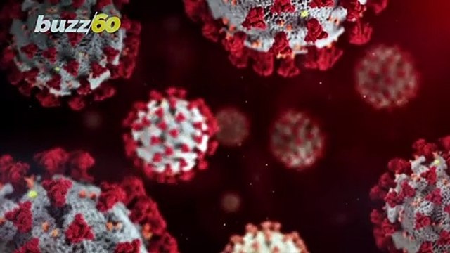 Must See! This is the Moment Around 150 Hatchlings Sea Turtles Make Their Way to the Ocean