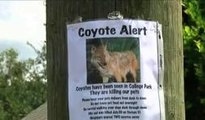 Coyotes 