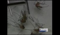 Detectan mosquitos con Virus del Nilo