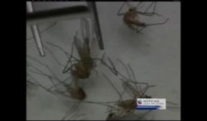 Detectan mosquitos con Virus del Nilo