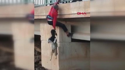 KÖPRÜ AYAKLARINDA MAHSUR KALAN KEÇİ KURTARILDI