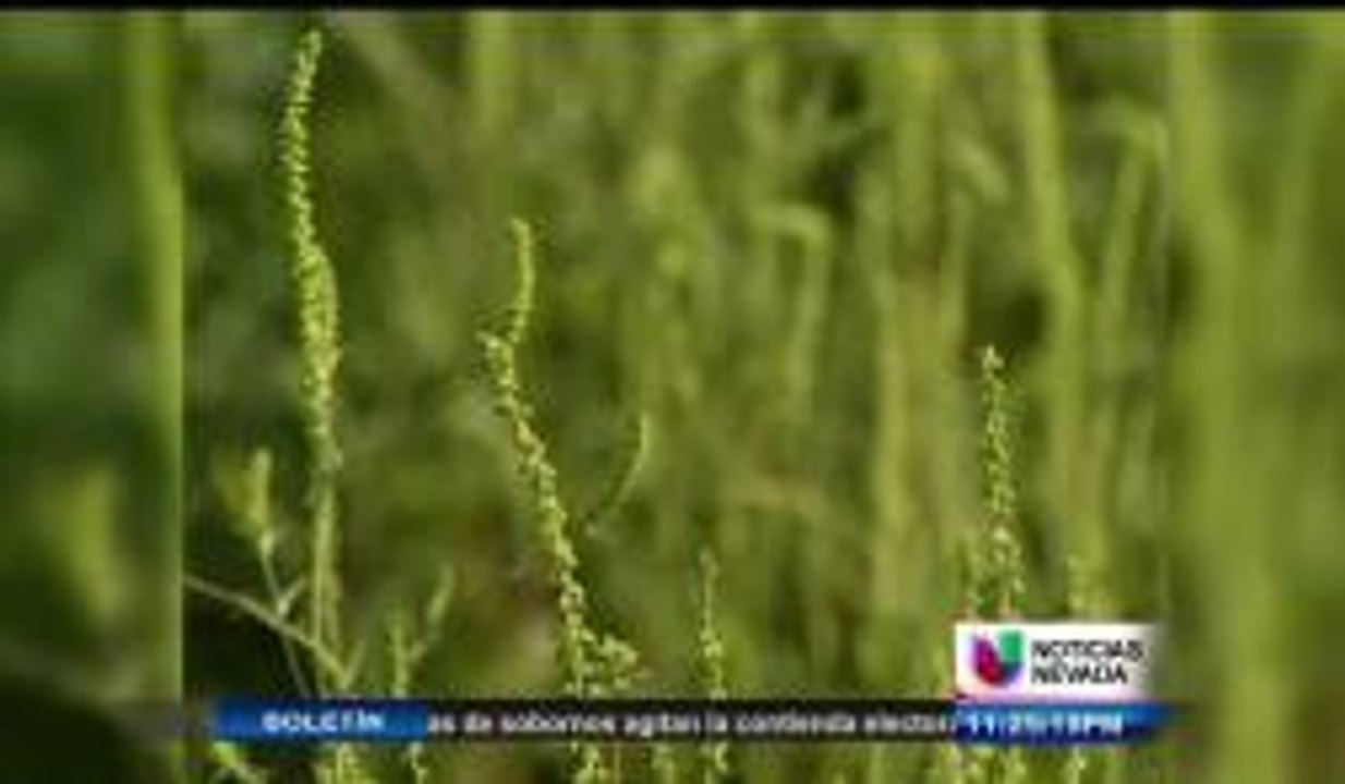 Alergias de otono.
