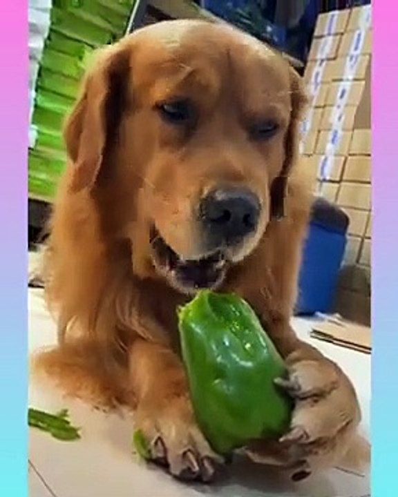 Funny_and_Cute_Dog_Video_