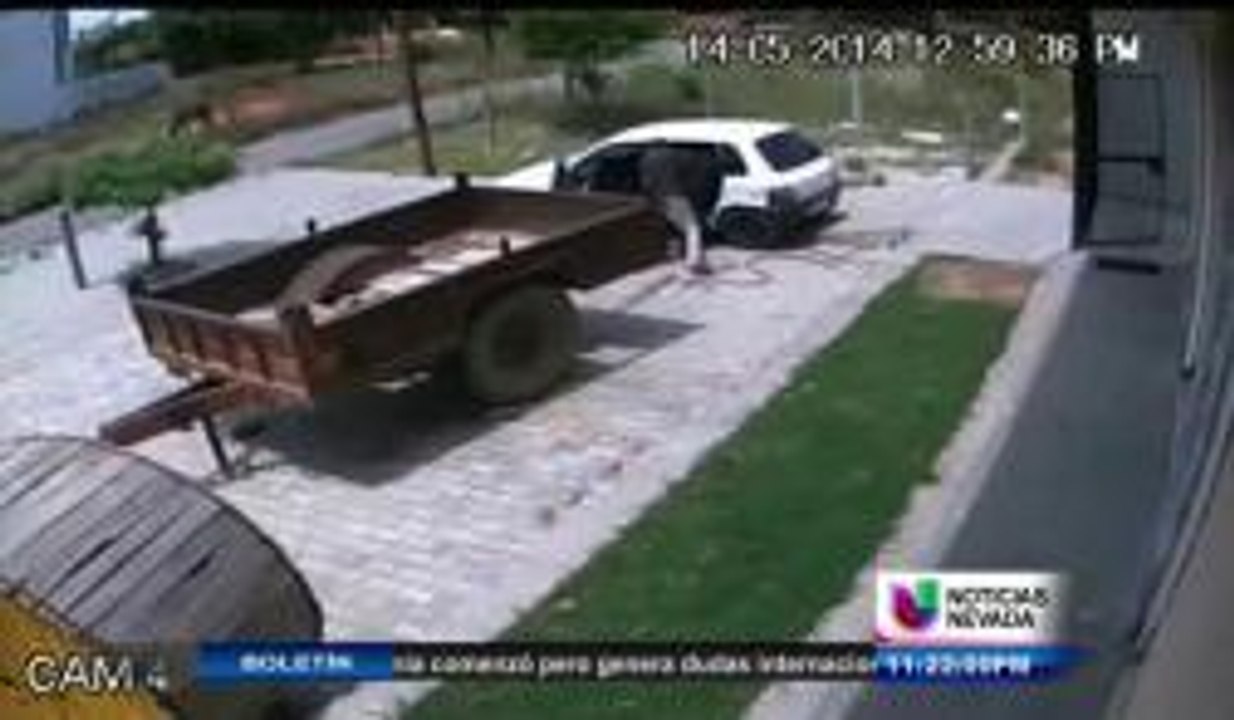 Secuestro de una vaca