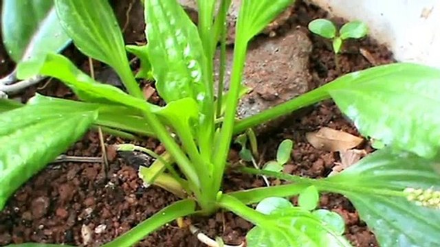 Tanchagem para amigdalite, dor de garganta, inflamações da boca e garganta ( Plantago major)