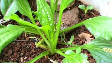 Tanchagem para  amigdalite, dor de garganta, inflamações da boca e garganta  ( Plantago major)