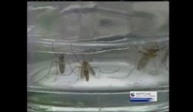 Virus del Nilo zancudos