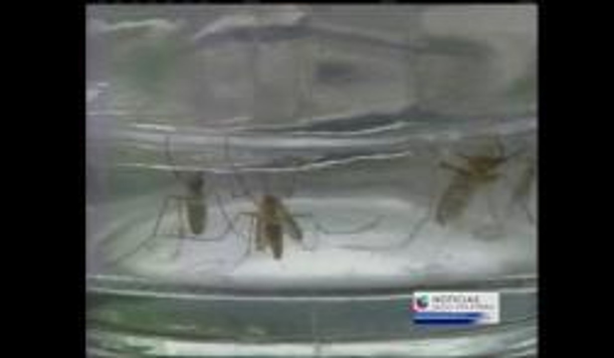 Virus del Nilo zancudos