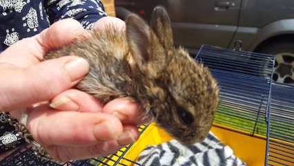 An extraordinary bunny tale