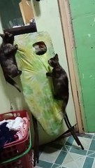 Playing cats