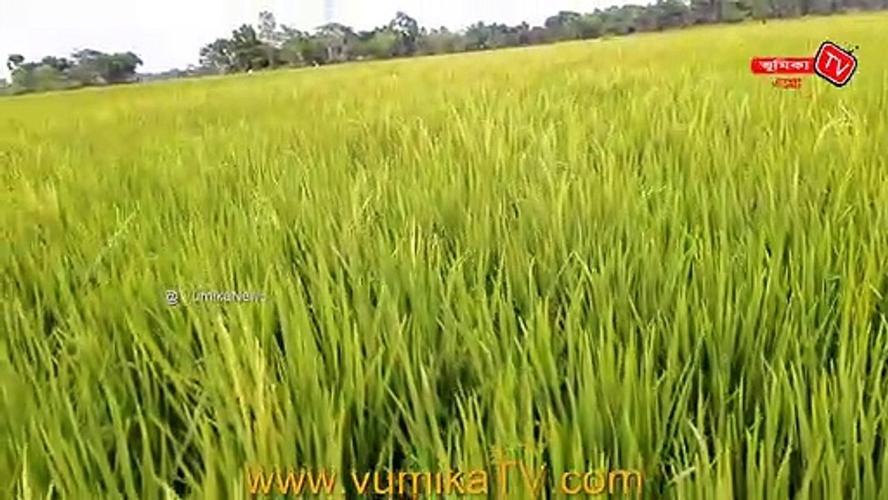 মাঠ জুড়ে সোনালী ধান দেখেও মুখে হাসি নেই হাজার কৃষকের