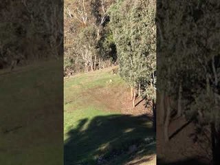 Huge Kangaroo Mob Hops Away Into the Bush