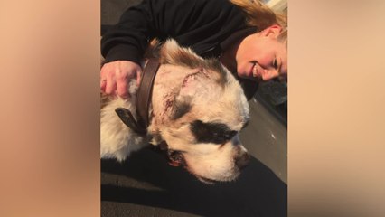 Boris the St Bernard has ear amputated after years of bullying
