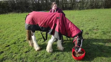 Malnourished horse found in field