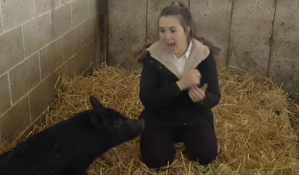 Our reporter gets bitten by a friendly micro pig!