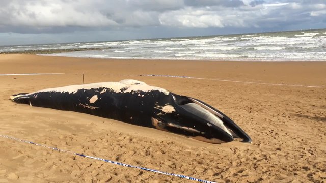Dead whale washes up on beach