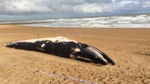 Dead whale washes up on beach