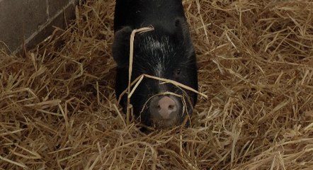 Micro pigs saved!