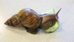 Giant African land snail makes itself pregnant