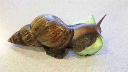 Giant African land snail makes itself pregnant
