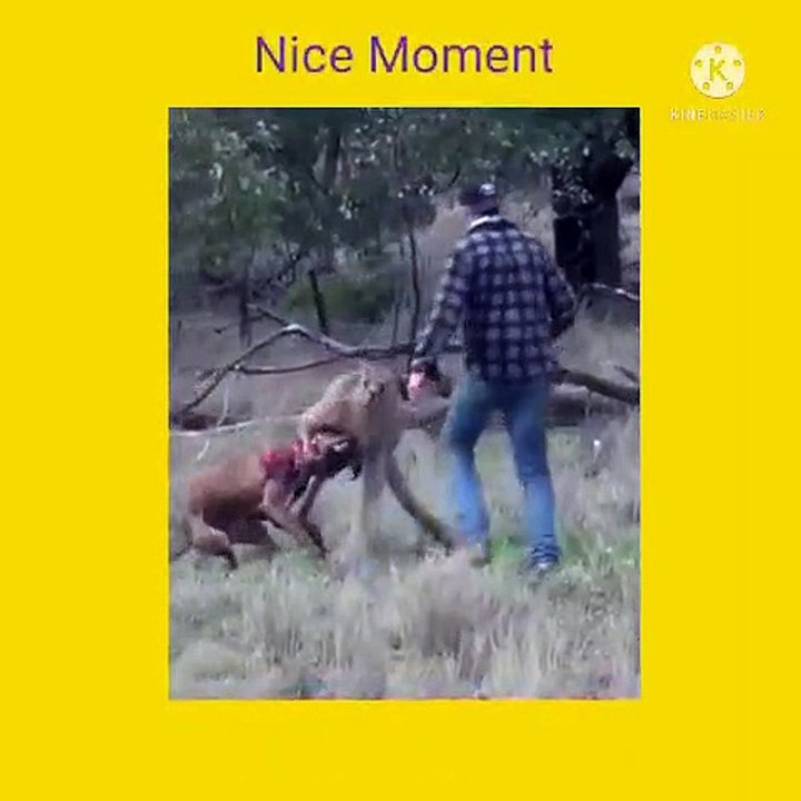 Very nice moment.world animal very nice.