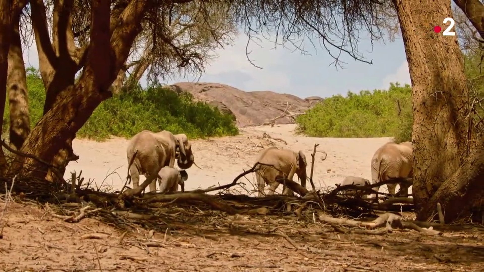 Kalahari L Autre Loi De La Jungle Replay Kalahari, l'autre loi de la jungle - Acte 1 - Vidéo Dailymotion