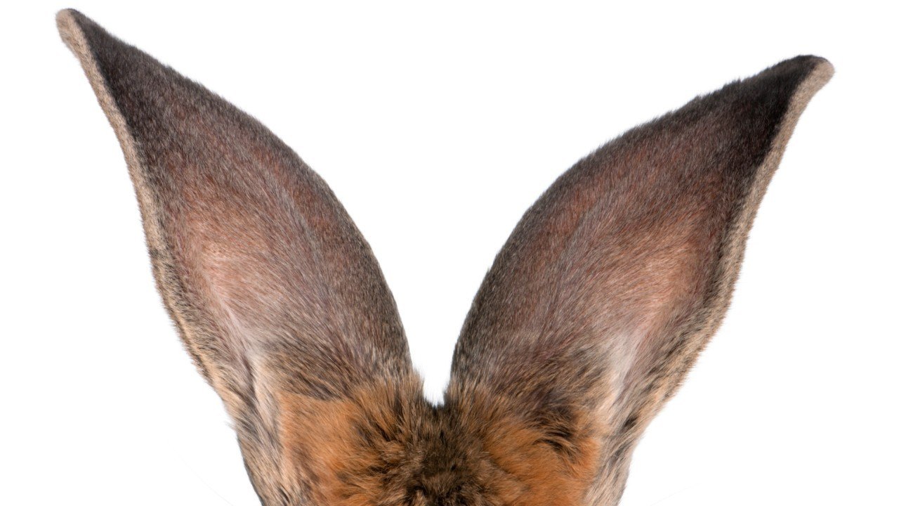 Une belle pour quiconque retrouve "Darius", le plus gros