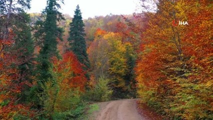 Avrupa'nın 100 orman sıcak noktasından biri olan Yenice ormanlarında kartpostallık görüntüler