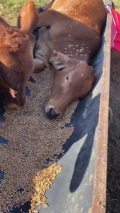 One Hungry Heifer