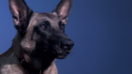 Si leur chien aboie, les habitants de ce village normand risquent 450 euros d’amende