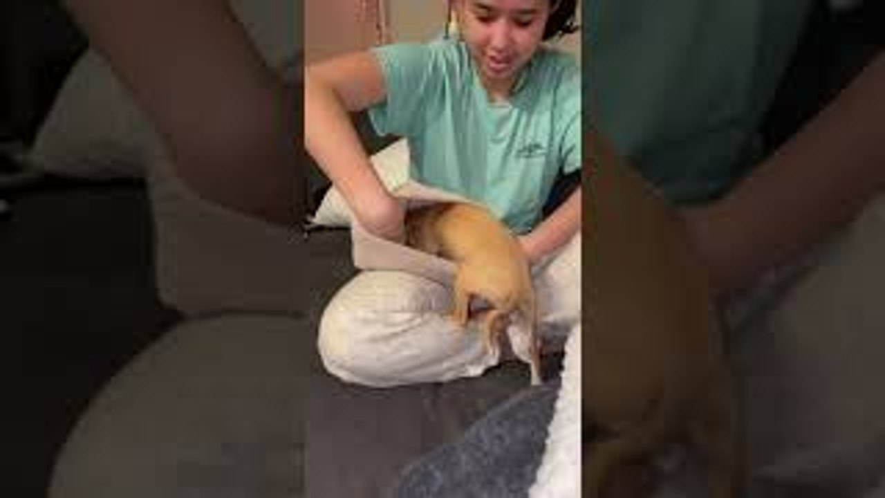 Chihuahua Climbs into Beanie
