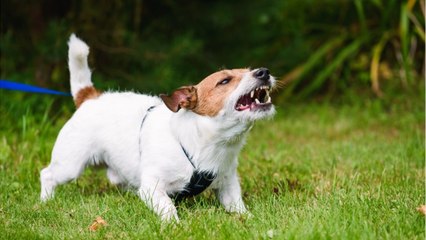 Si leur chien aboie, les habitants de ce village normand risquent 450 euros d’amende