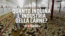 Quanto inquina l'industria della carne? Dagli allevamenti intensivi al disboscamento: cosa accade